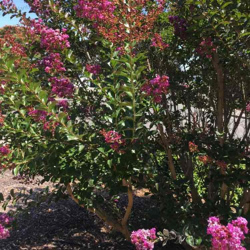 Crepe Myrtle Tree Lagerstroemia indicia ‘Rhapsody in Pink’ | ScotPlants Direct